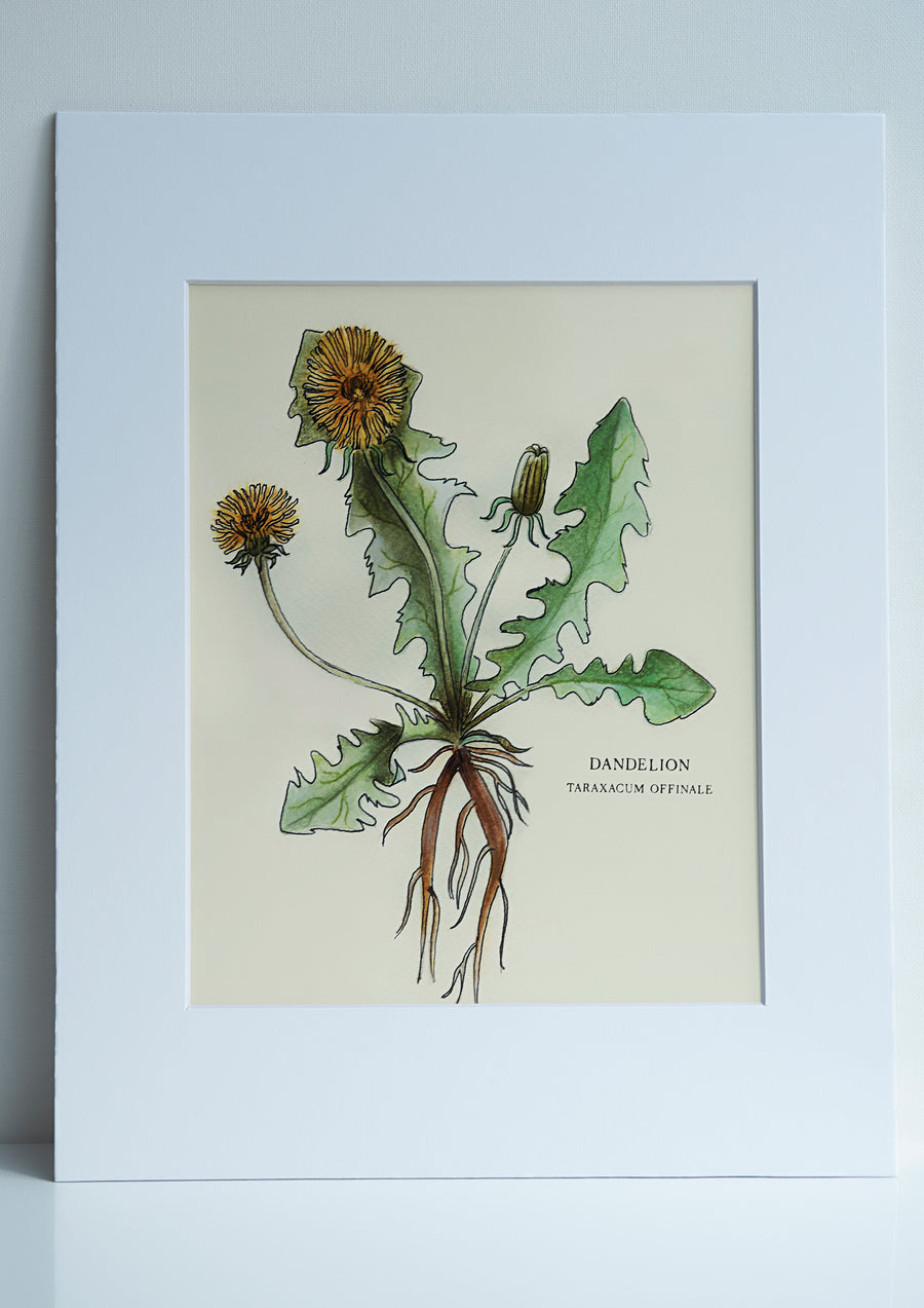 Dandelion Hand Drawn Botanical Print